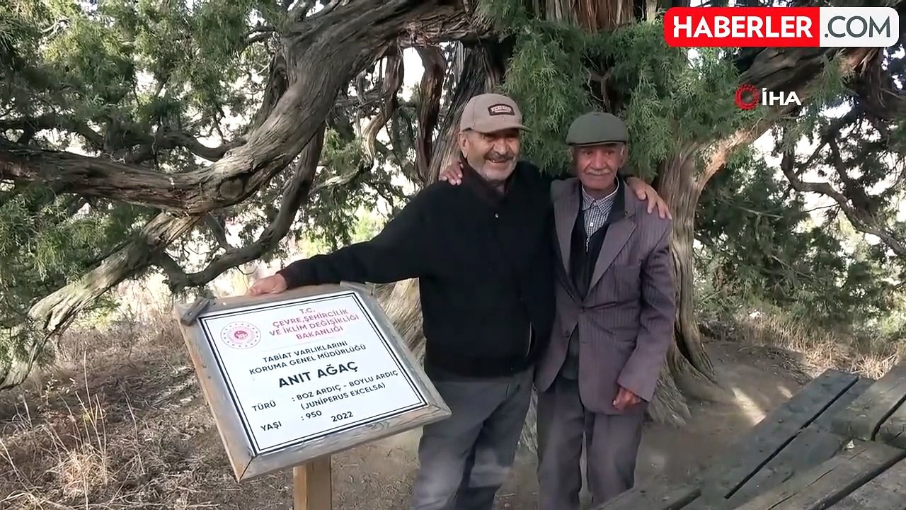 9 Asırlık Ardıç Ağacı, Göz Dolduruyor