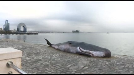Cop29, un capodoglio spiaggiato sul lungomare di Baku