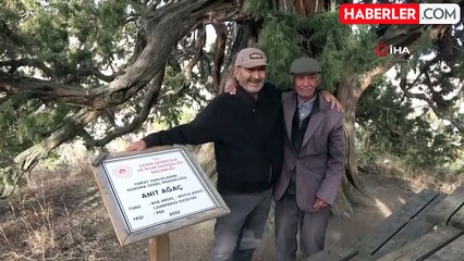 9 Asırlık Ardıç Ağacı, Göz Dolduruyor