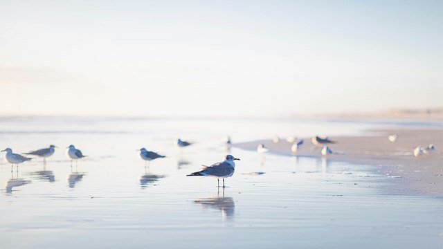 Algunas especies de aves acuáticas en riesgo de desaparecer advierten expertos