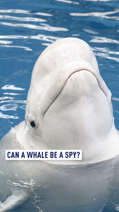 Can a whale be a spy?