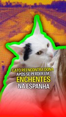 Gato reencontra dona após se perder em enchentes na espanha