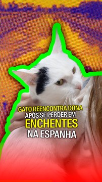Gato reencontra dona após se perder em enchentes na espanha