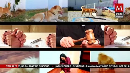 En Puebla, presentan iniciativa para garantizar el bienestar de las mascotas durante el divorcio