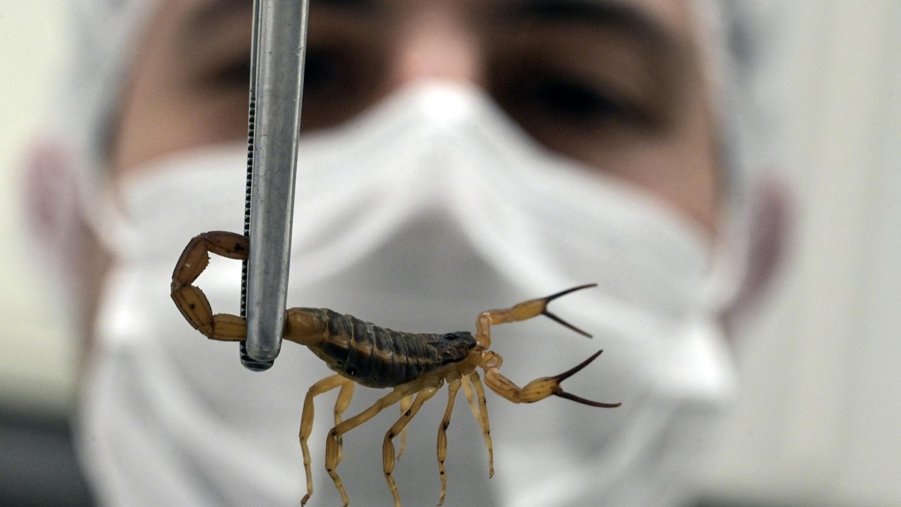 Klimawandel: Tödlicher Skorpion in Brasilien auf dem Vormarsch
