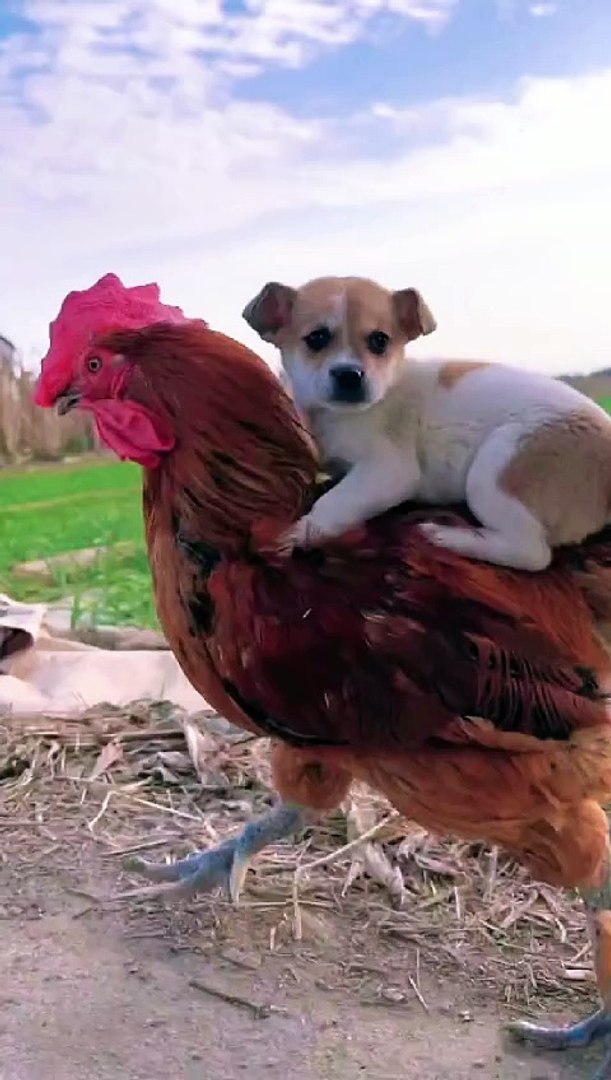 Funny animal videos | Funny cats/dogs - Funny animals