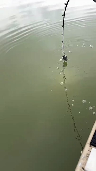 What kind of monster is this #fishing #giant