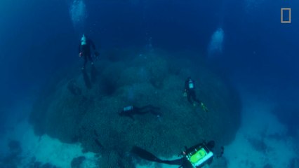 Una expedición científica descubre el coral más grande del mundo en las Islas Salomón