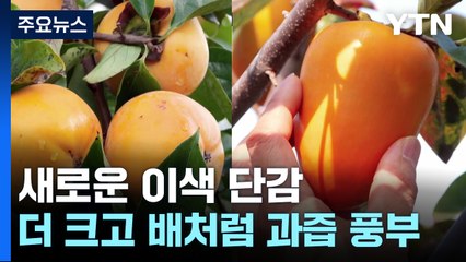 [녹색] 배야? 젤리야?...이색 단감으로 경쟁력 키운다 / YTN