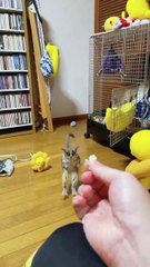 Bush Baby Terbang Tinggi? Aksi Lompatannya yang Keren!