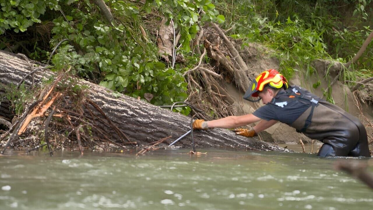 Bûcheron : un métier à hauts risques