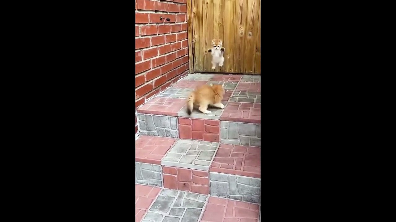 CUTE KITTENS COMPILATION OF 2024 V8