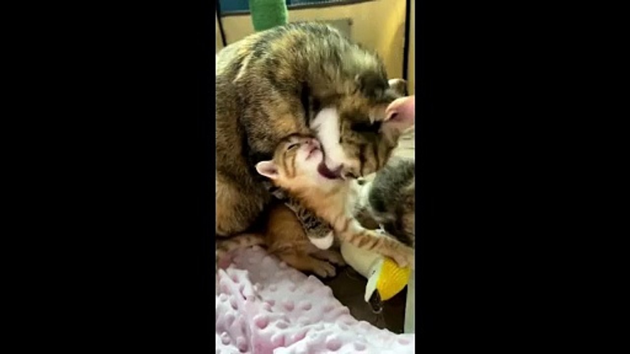 CUTE KITTENS COMPILATION OF 2024 V10