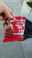 Meet Tobi: a Gas Station Dog 🐕🇨🇱