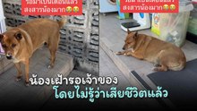 น้องหมาเฝ้ารอเจ้าของหน้าเซเว่นฯ โดยไม่รู้ว่าเจ้าของตายแล้ว