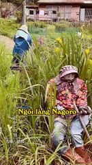 Ngôi làng ở Nhật Bản - Bù nhìn rơm đông hơn cả người