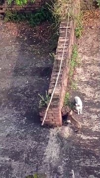 Wild Cats: ”A definitive Nasty squabble Standoff” - A serious, activity full story of conflict, energy, and agility of courageous felines.