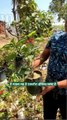 Ixora Plant (इक्सोरा का पौधा) - West Indian Jasmine Plant Online  #flower  #garden - Online Plants Cart (720p, h264, youtube)