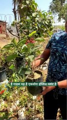 Ixora Plant (इक्सोरा का पौधा) - West Indian Jasmine Plant Online  #flower  #garden - Online Plants Cart (720p, h264, youtube)