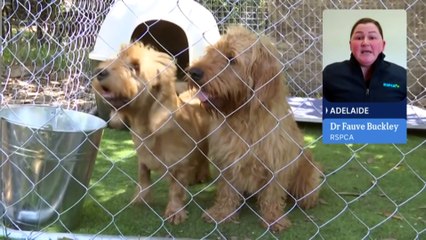 RSPCA urging dog owners to monitor pets after recent parvovirus outbreaks