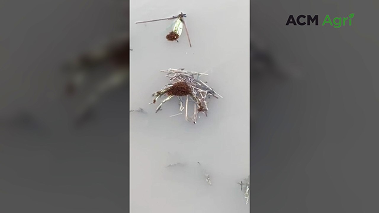 Red imported fire ants seen rafting in Scenic Rim floods