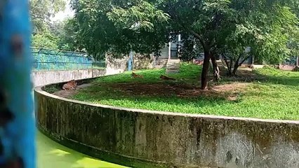 Hilarious Animal Encounters: Funny Lion & Tiger Moments 🦁🐯