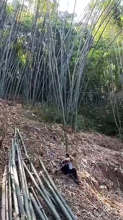 It's common for beautiful women to chop bamboo and drop glue! Give me some encouragement. Don't thank me