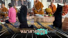หมาสายบุญ นั่งหน้าแบบนี้เจ้าภาพแน่นอน !