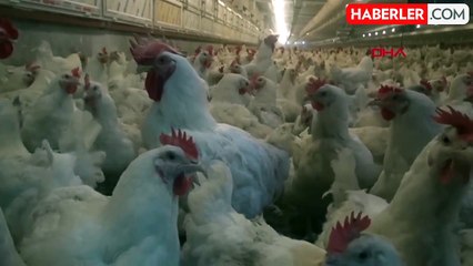 YUM-BİR Başkanı: Yumurta fiyat artışları algı ve market farklarından kaynaklanıyor