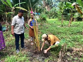 Penanaman Pohon Sagu di Dusun Sagu Ebha