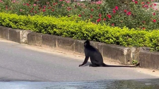 Voọc đen trên núi lao xuống bất ngờ tấn công người dân
