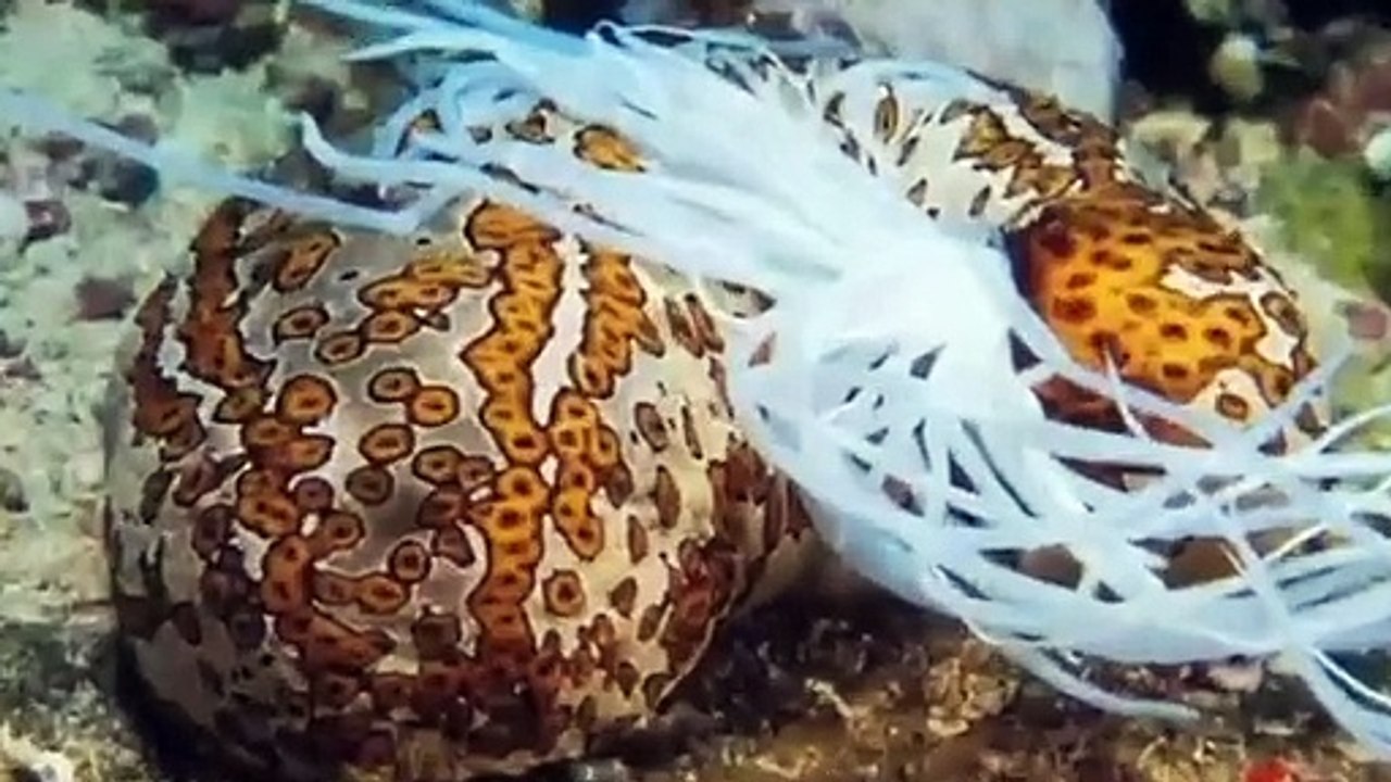 sea cucumber | sea cucumber facts |sea cucumber in hindi | sea cucumber in Urdu