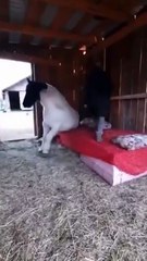 L'heure du dodo pour ce cheval... au lit