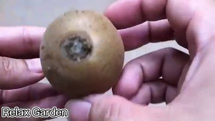 100__!_No_one_believes_when_breeding_plants_in_this_way___Relax_Garden(360p).mp4