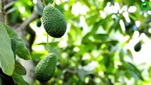 Avocado_Trees_from_Cuttings_Step-by-Step_Guide!(360p).mp4