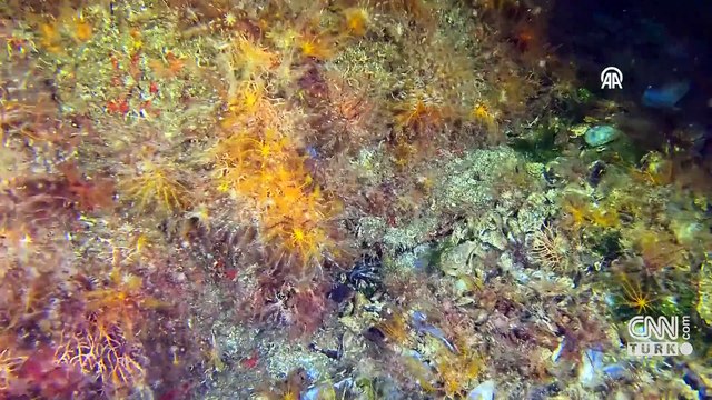 İstanbul Boğazı su altı kamerasıyla görüntülendi | Video Haber