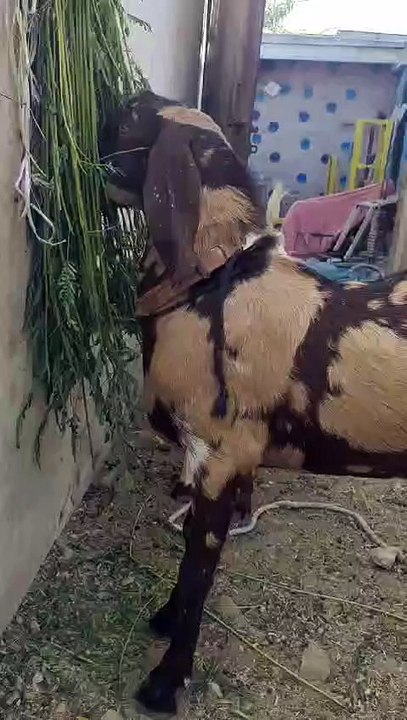 Bakra
