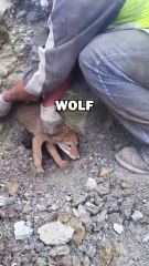 TRAPPED WOLF! #animals #animalstories #animalrescue #cute #pets