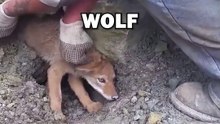 TRAPPED WOLF! #animals #animalstories #animalrescue #cute #pets