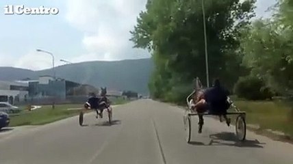 Corse di cavalli ad Avezzano, video choc sul web