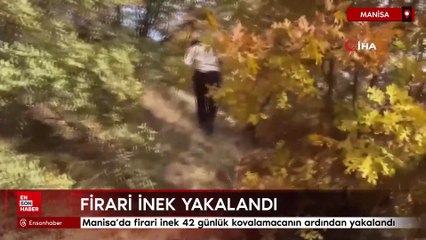 Manisa'da firari inek 42 günlük kovalamacanın ardından yakalandı