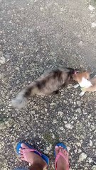 Ang pusa at aso