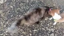 Ang pusa at aso