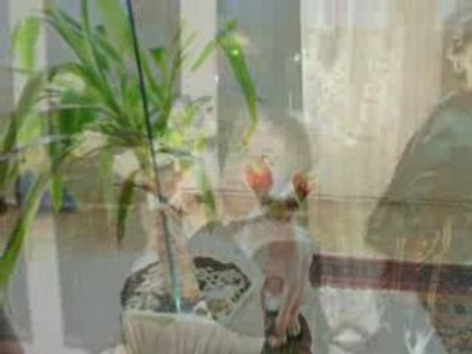 La MAGOOMANIA SUR NANCY (54)