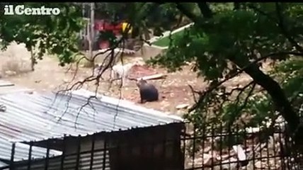 Collelongo, il cane affronta l'orso ghiotto di carote