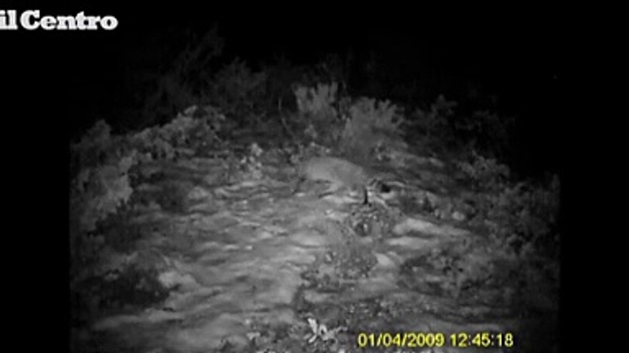 Abruzzo, scoperto un gatto selvatico nell'oasi del Sagittario
