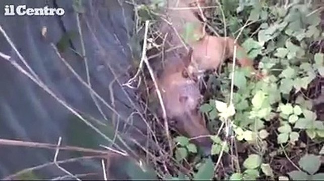 L'Aquila, lupo investito da un'auto a Barete