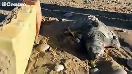Roseto, tartaruga spiaggiata salvata dai vigili urbani