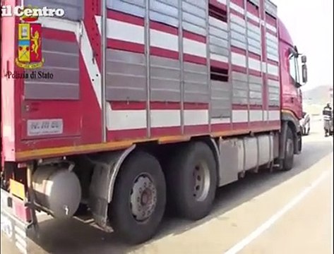 Abruzzo, controlli sui trasporti di animali irregolari: multe per 35 mila euro