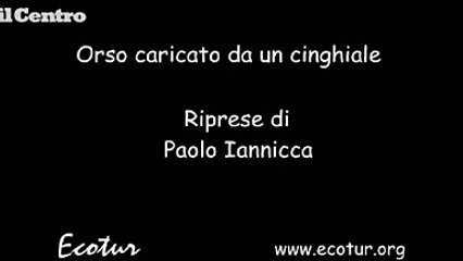 Pescasseroli, femmina di cinghiale attacca orso